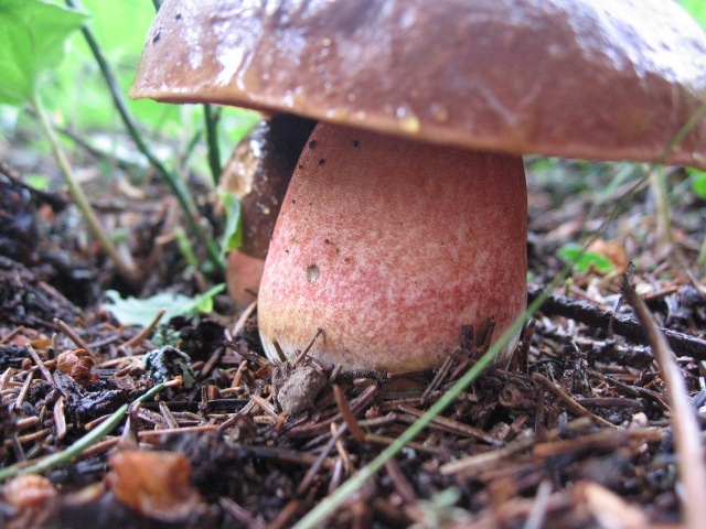 Bosco di abeti sulle Dolomiti, 1700 m